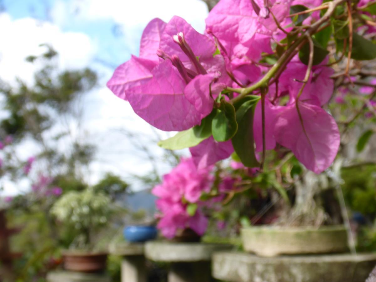 The Golden Frog Inn El Valle de Anton ภายนอก รูปภาพ